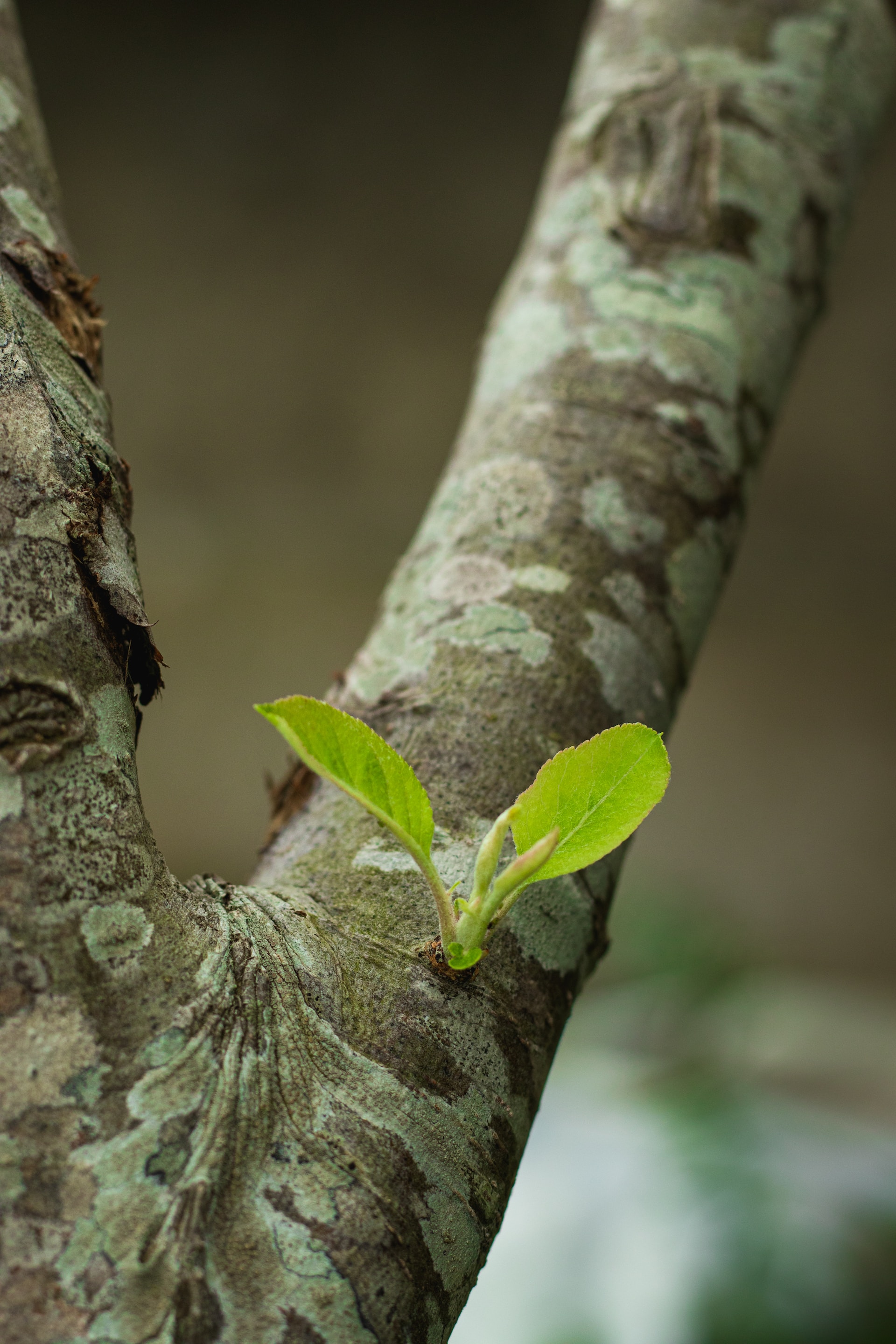green leaf on brown tree trunk